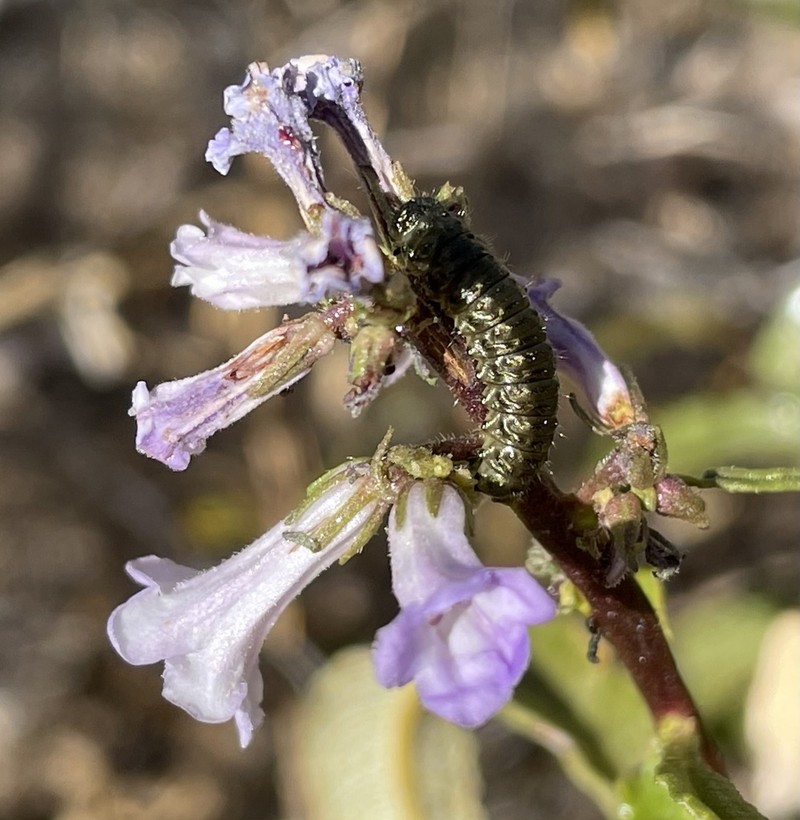 California Yerba Santa