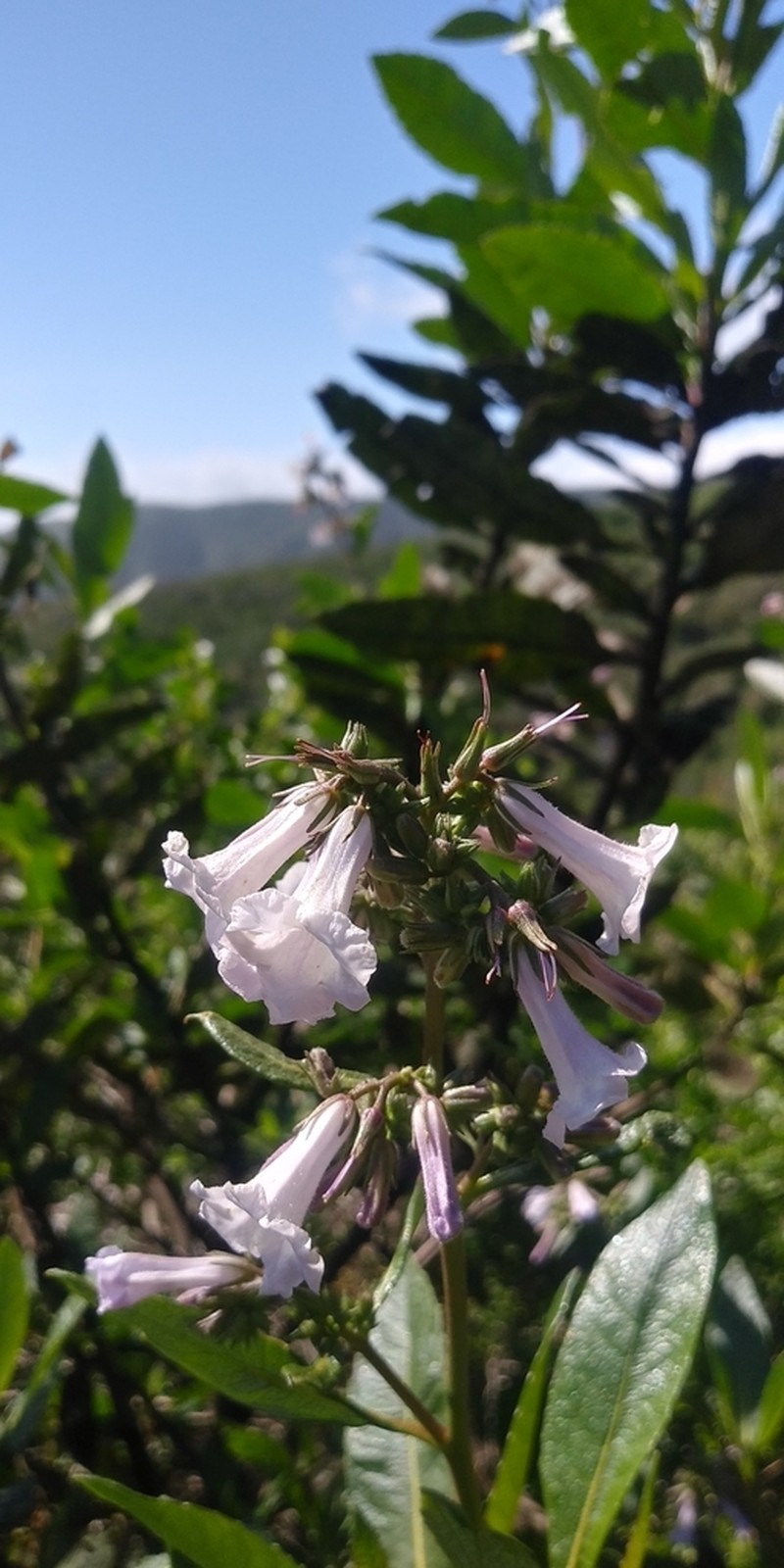 California Yerba Santa photo 2