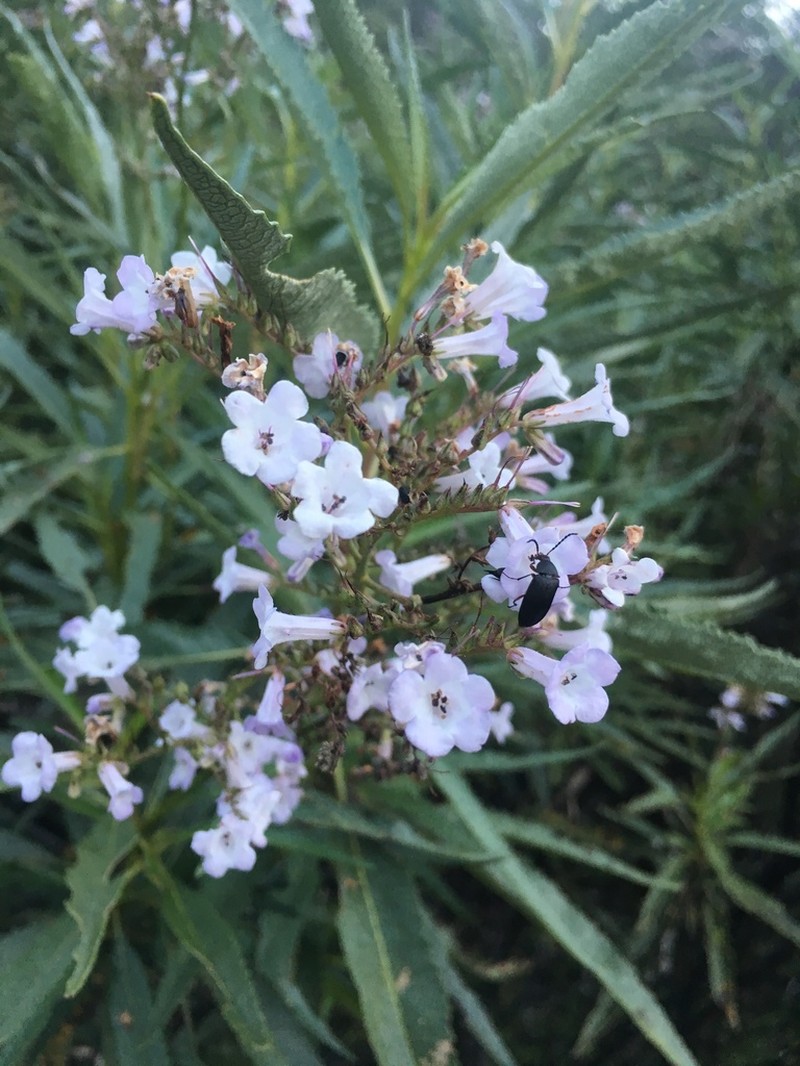 California Yerba Santa photo 3
