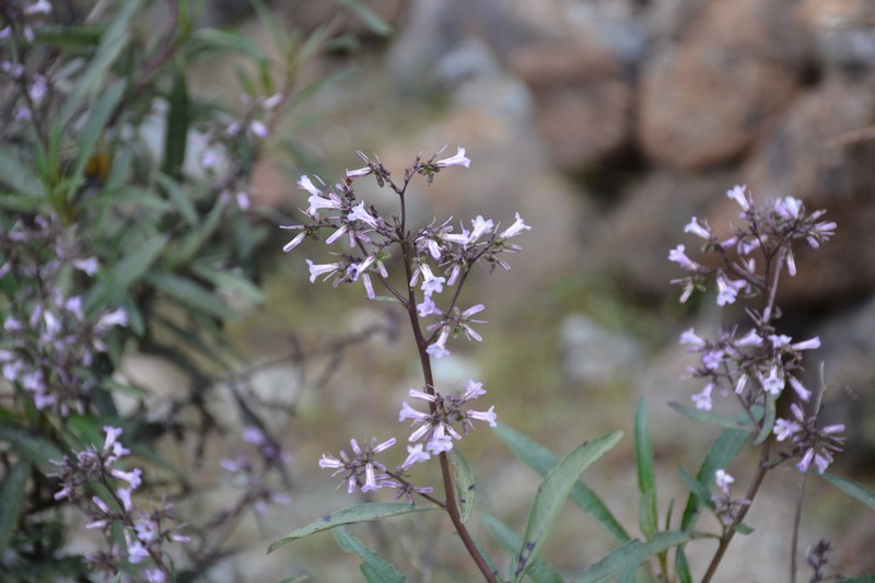 California Yerba Santa photo 4