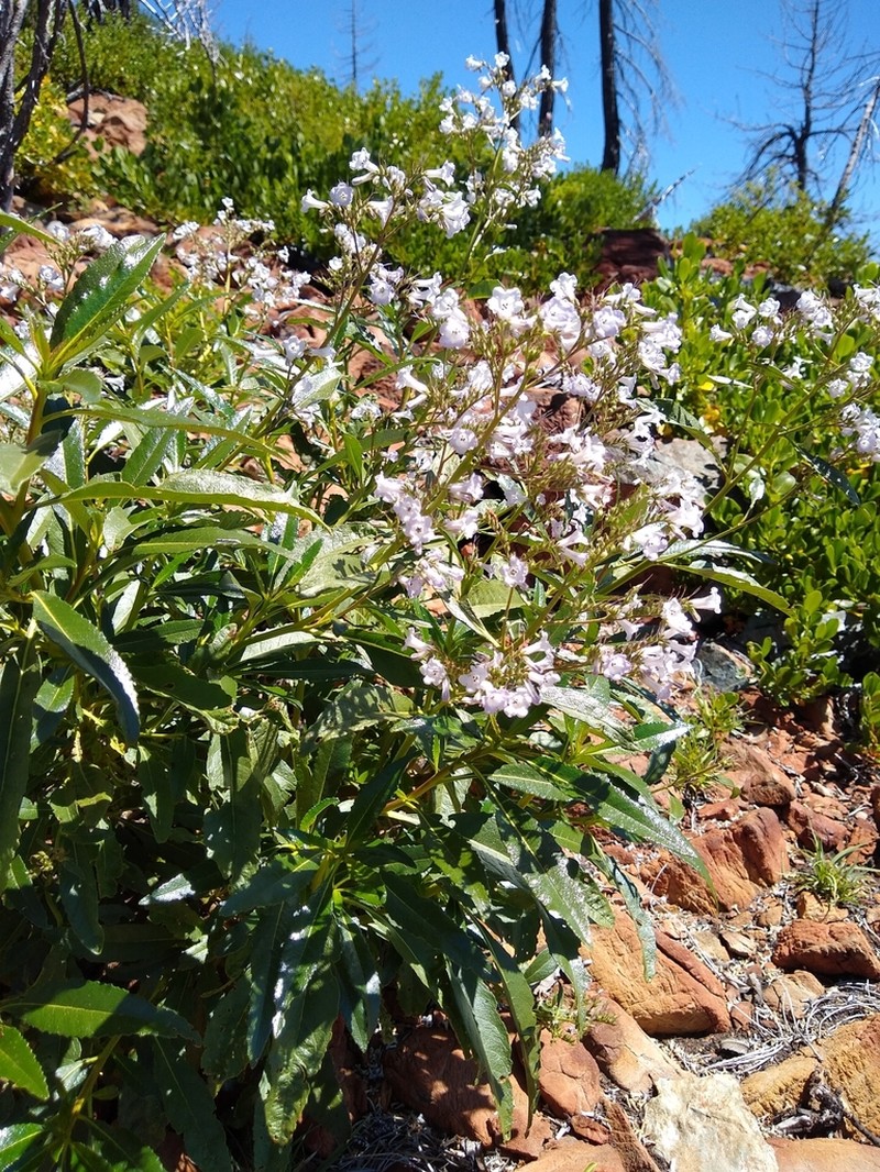 California Yerba Santa photo 5