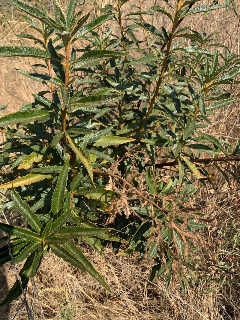 California Yerba Santa photo 6