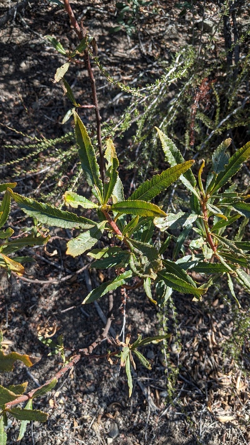 California Yerba Santa photo 7