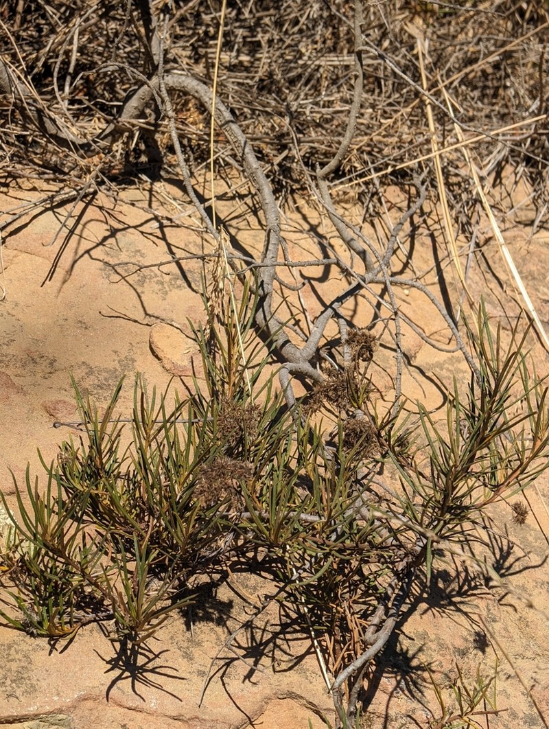 Lompoc Yerba Santa