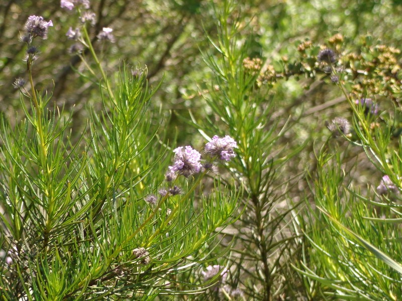 Lompoc Yerba Santa photo 2