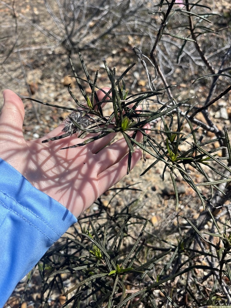 Lompoc Yerba Santa photo 3
