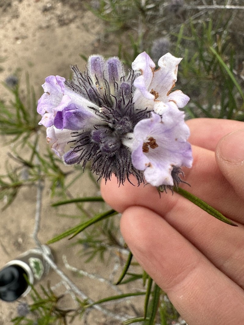 Lompoc Yerba Santa photo 4