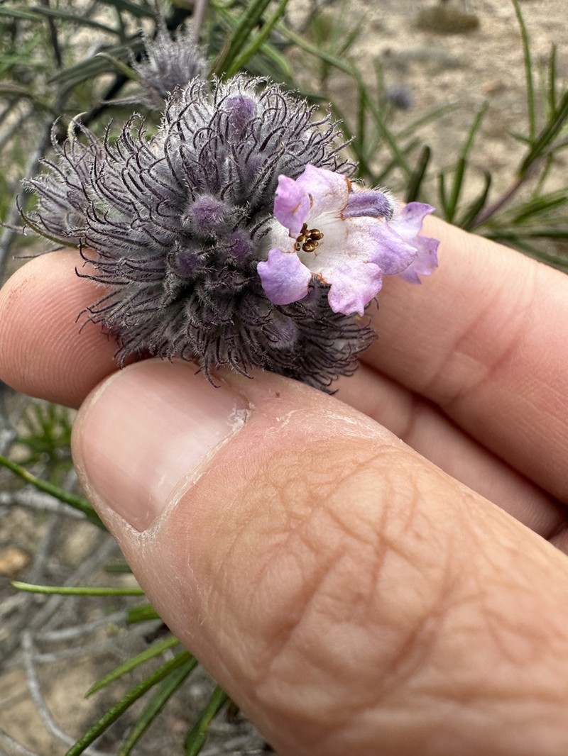 Lompoc Yerba Santa photo 5
