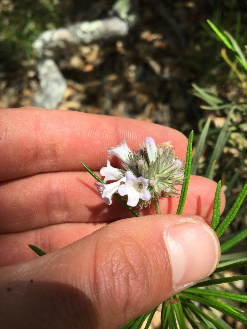 Lompoc Yerba Santa photo 6
