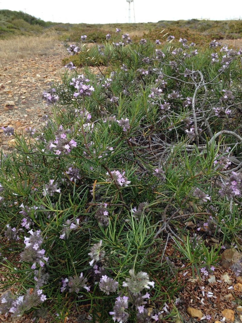 Lompoc Yerba Santa photo 8