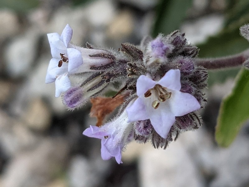 Thickleaf Yerba Santa