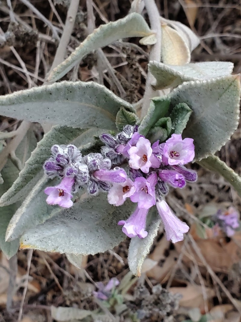 Thickleaf Yerba Santa photo 2