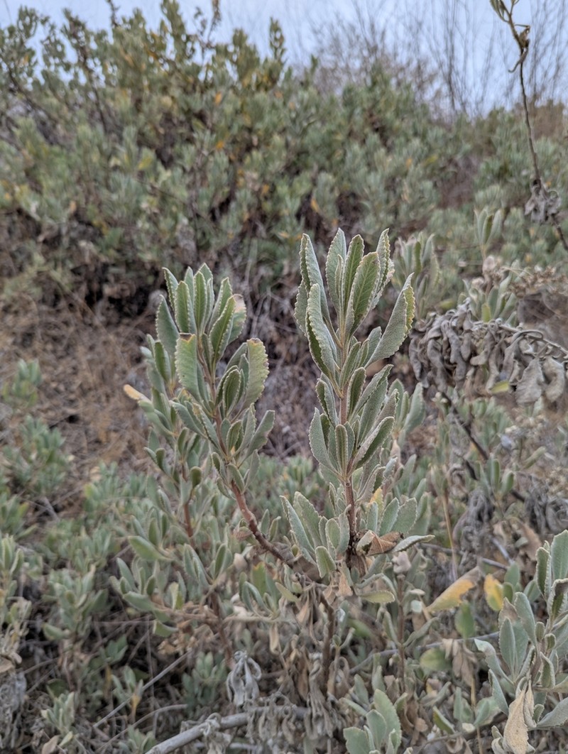 Thickleaf Yerba Santa photo 3