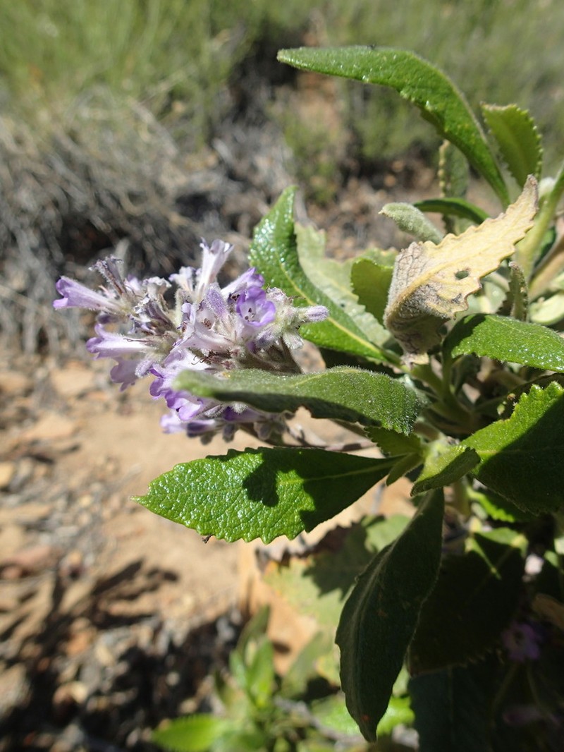 Thickleaf Yerba Santa photo 4