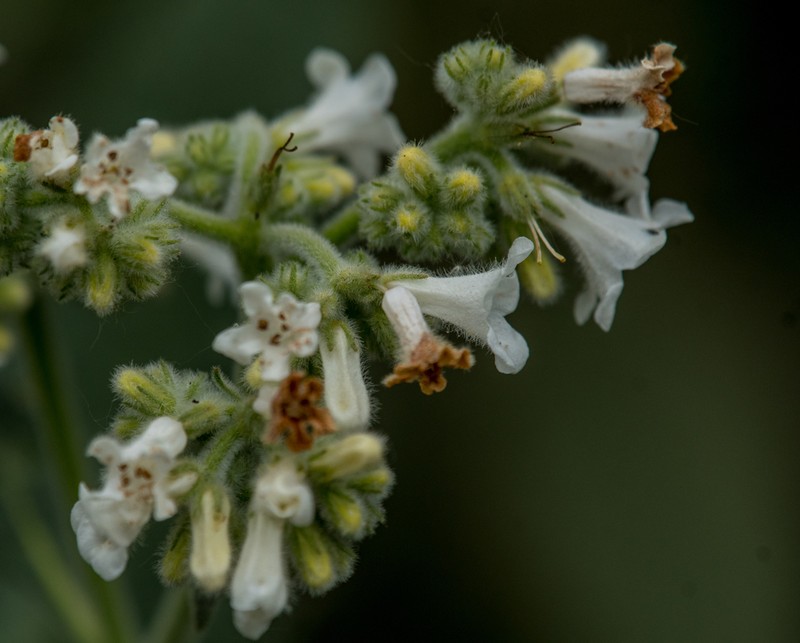 Thickleaf Yerba Santa photo 5