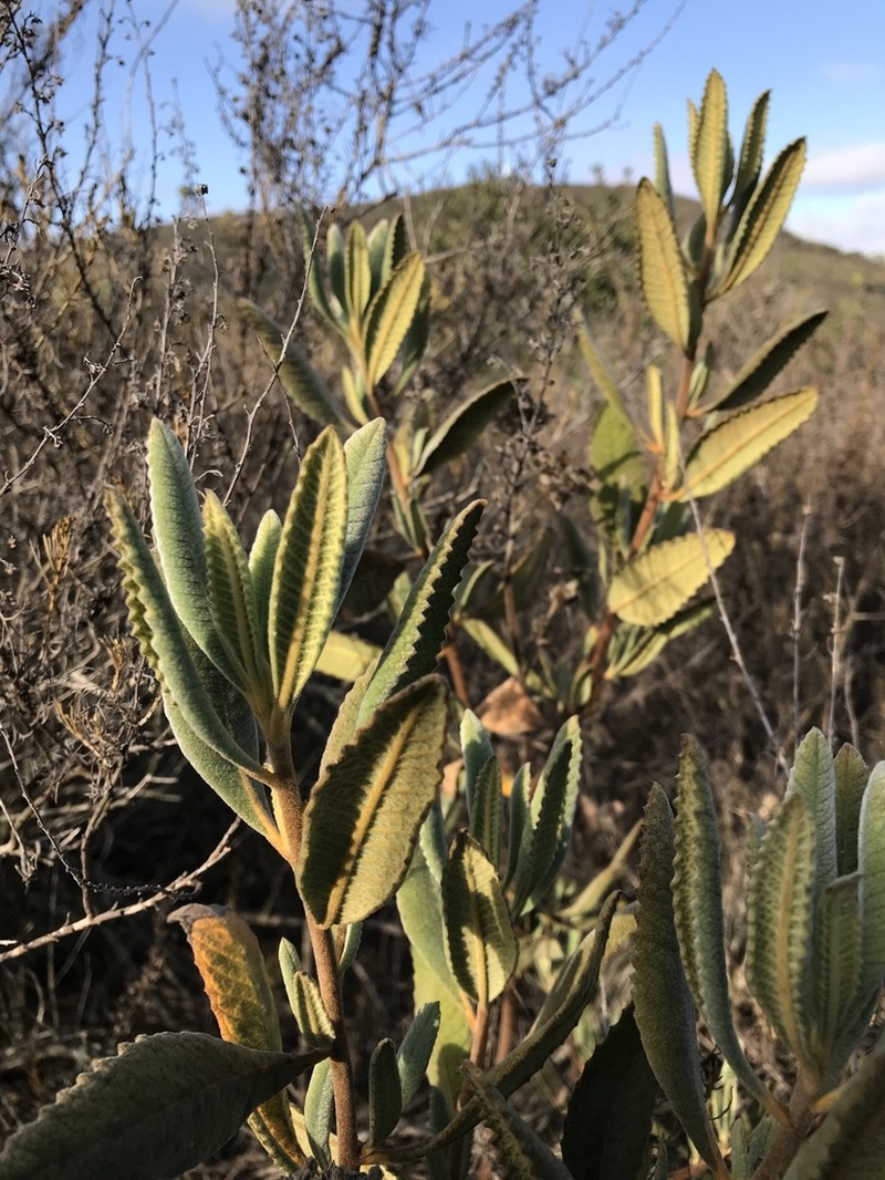 Thickleaf Yerba Santa photo 6