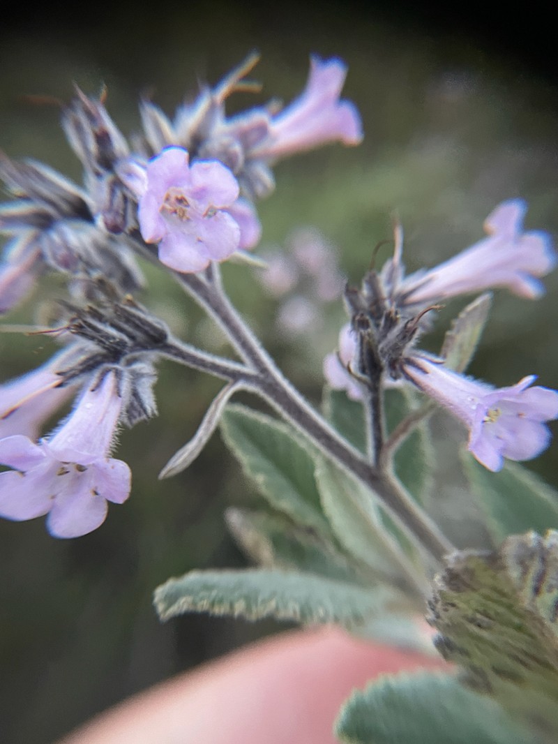 Thickleaf Yerba Santa photo 7