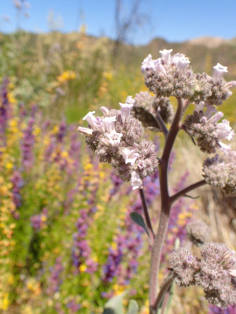 Thickleaf Yerba Santa photo 8