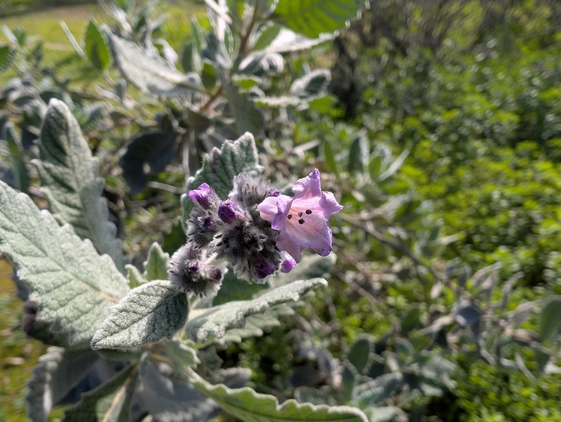 Eriodictyon crassifolium var. crassifolium