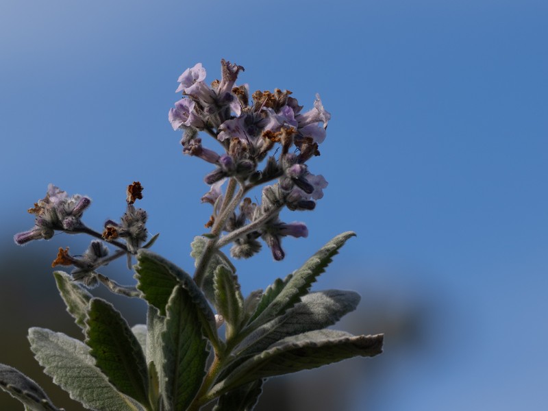 Eriodictyon crassifolium var. crassifolium photo 2
