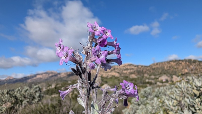 Eriodictyon crassifolium var. crassifolium photo 3