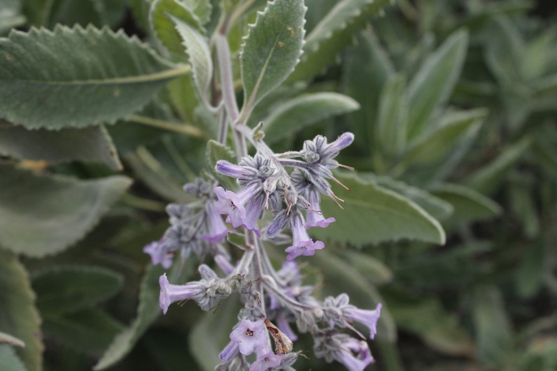 Eriodictyon crassifolium var. crassifolium photo 4