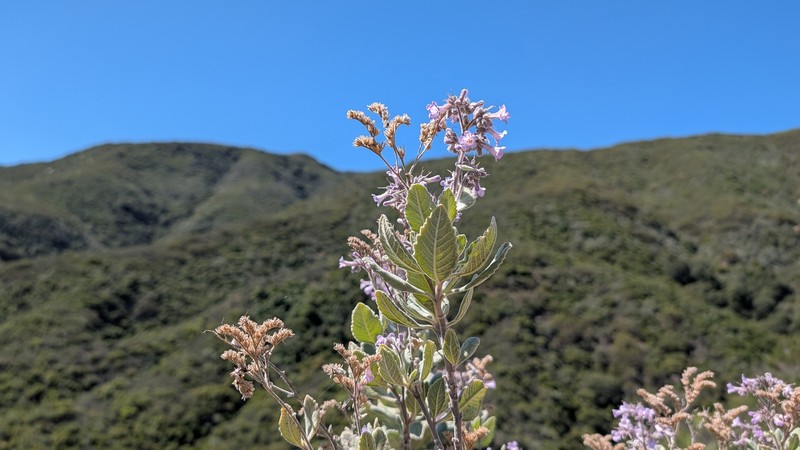 Eriodictyon crassifolium var. crassifolium photo 5