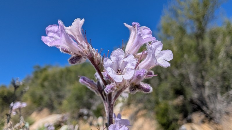 Eriodictyon crassifolium var. crassifolium photo 6