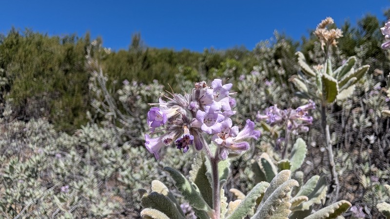 Eriodictyon crassifolium var. crassifolium photo 7