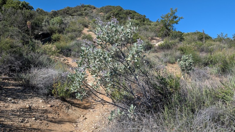 Eriodictyon crassifolium var. crassifolium photo 8