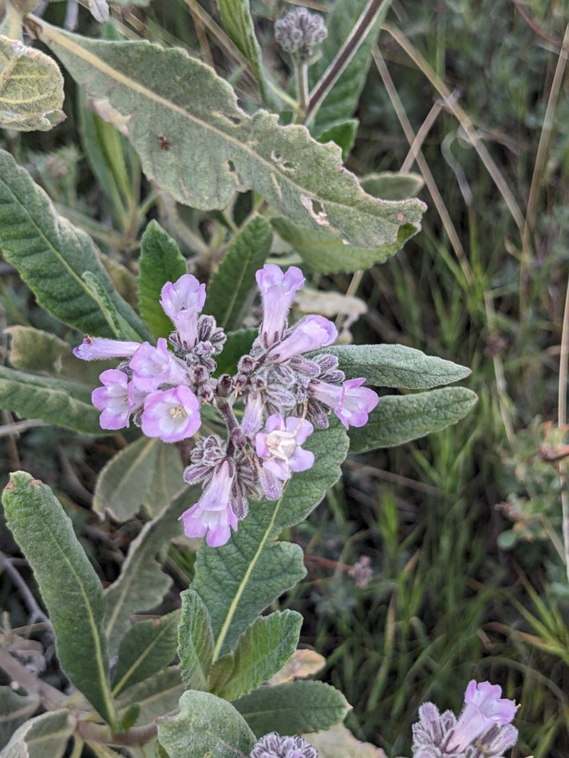 Eriodictyon crassifolium var. nigrescens photo 2