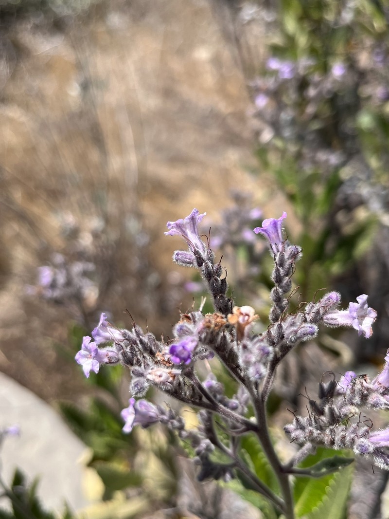 Eriodictyon crassifolium var. nigrescens photo 3