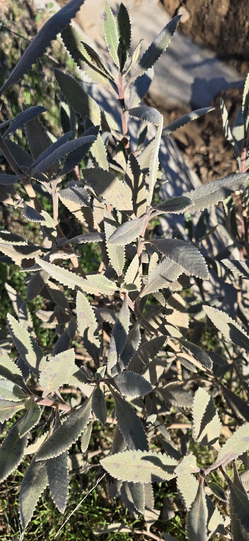 Eriodictyon crassifolium var. nigrescens photo 4