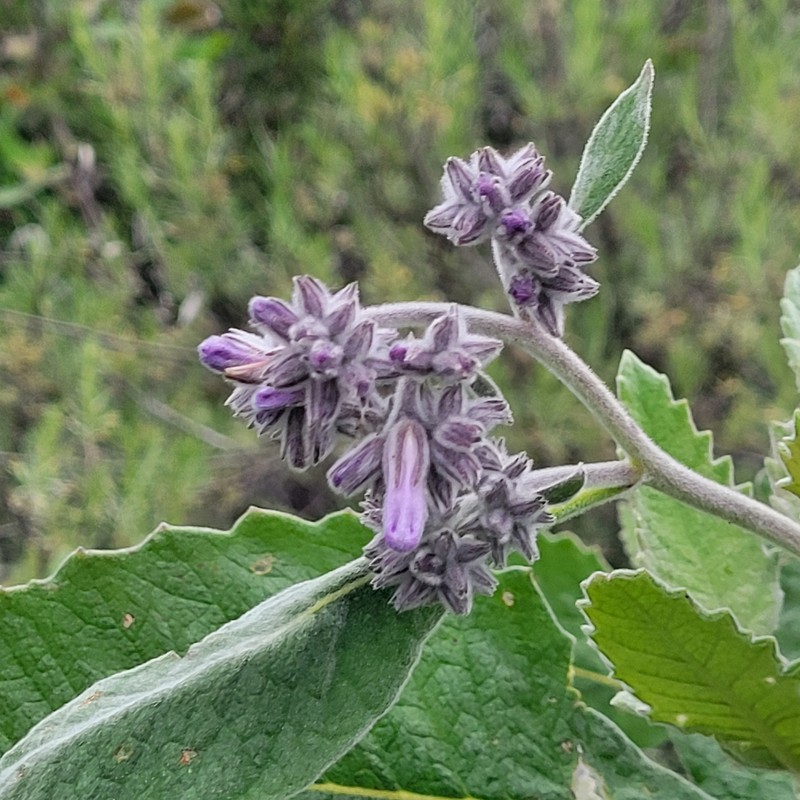 Eriodictyon crassifolium var. nigrescens photo 5