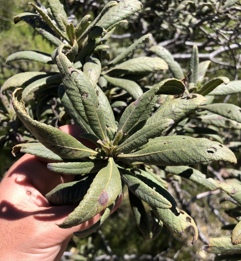 Eriodictyon crassifolium var. nigrescens photo 6