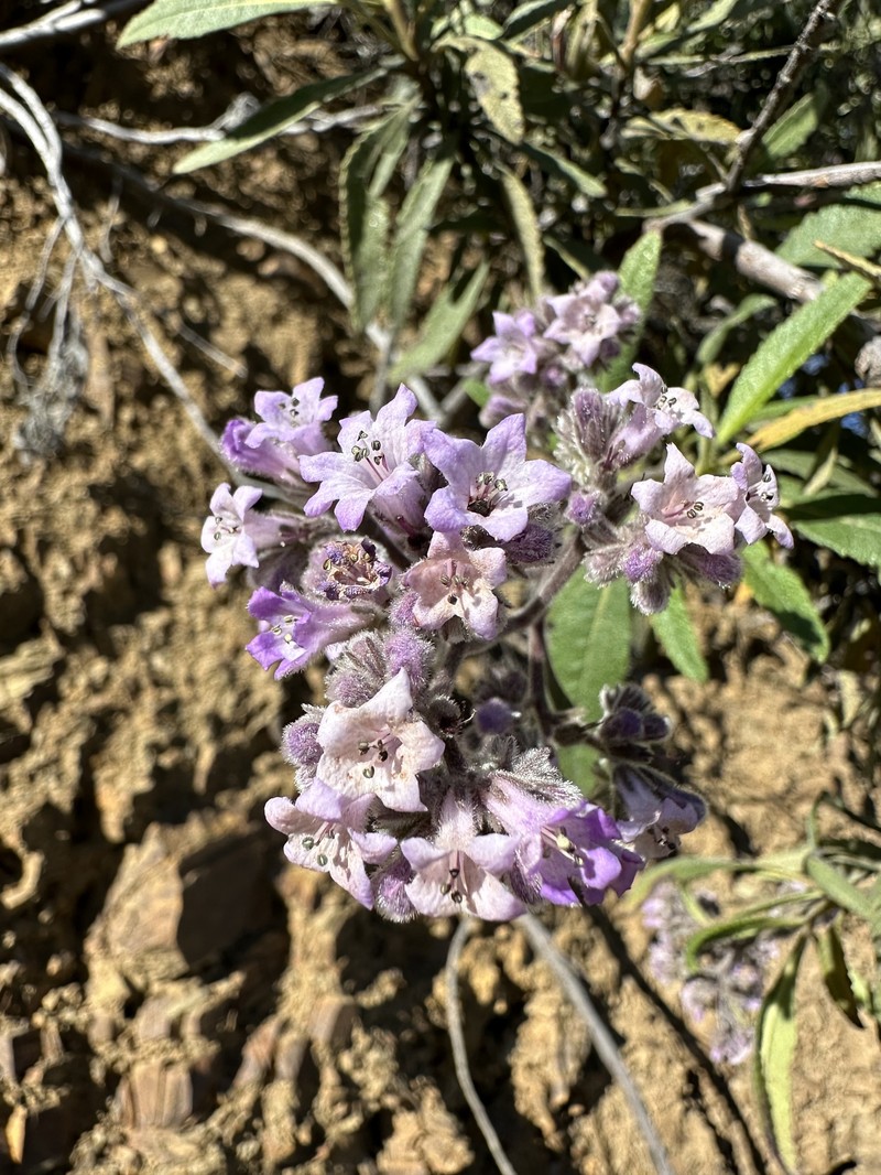 Eriodictyon crassifolium var. nigrescens photo 7