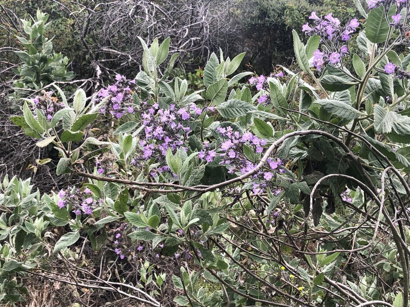 Eriodictyon crassifolium var. nigrescens photo 8