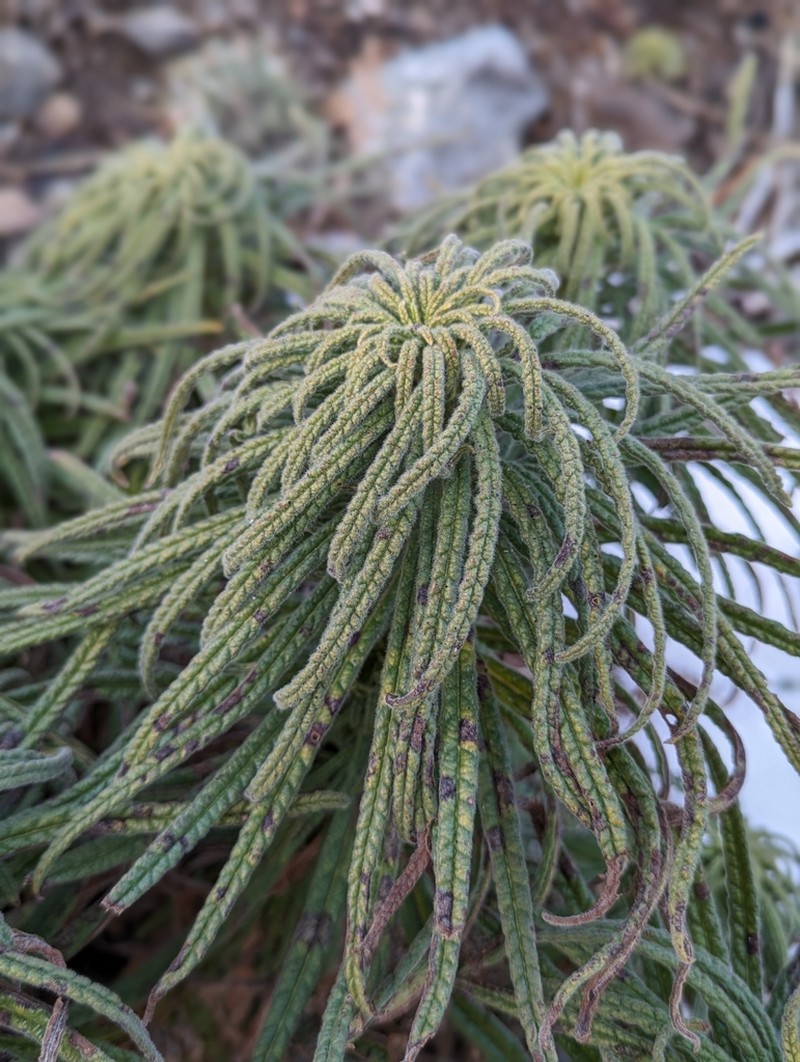 Poodle-Dog Bush photo 5