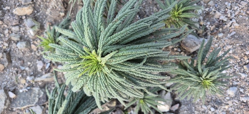Poodle-Dog Bush photo 6