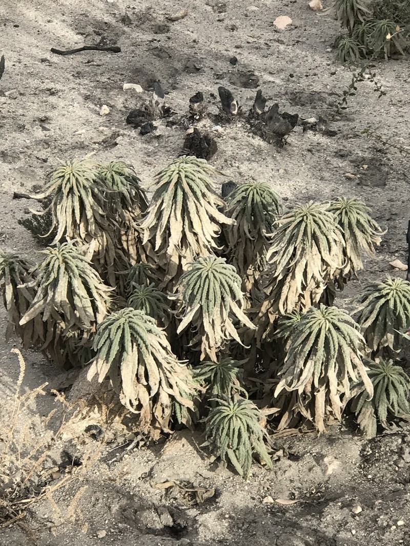 Poodle-Dog Bush photo 8