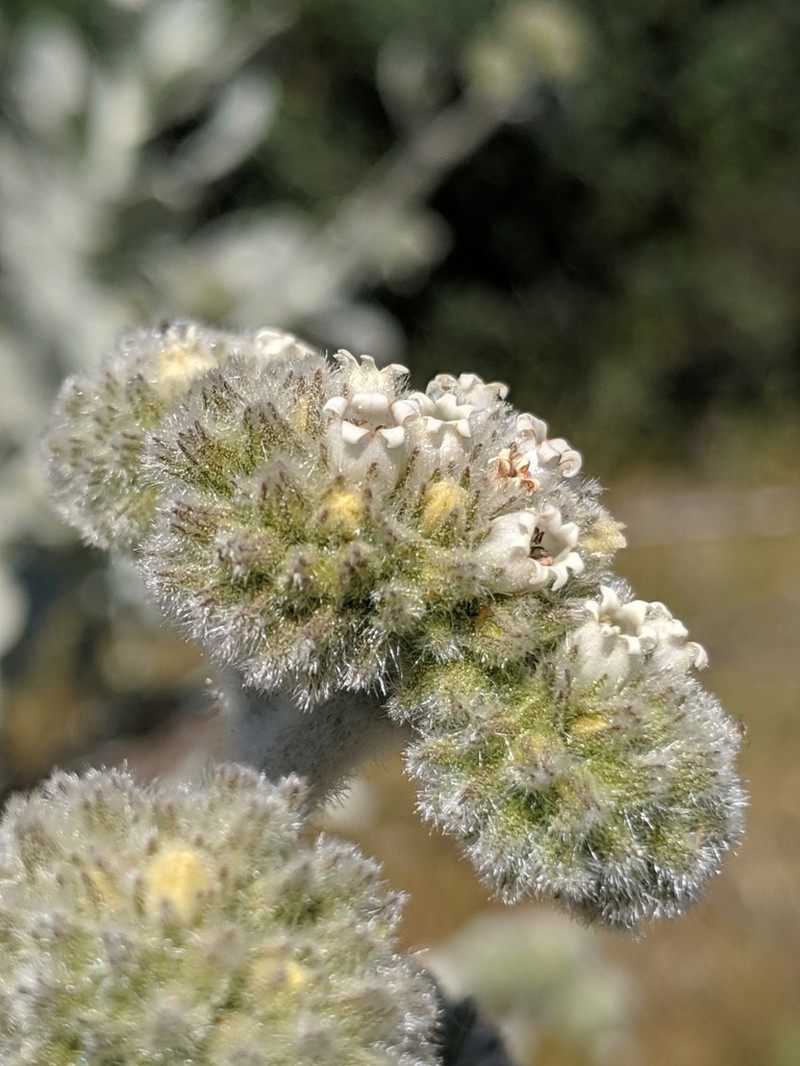 Woolly Yerba Santa
