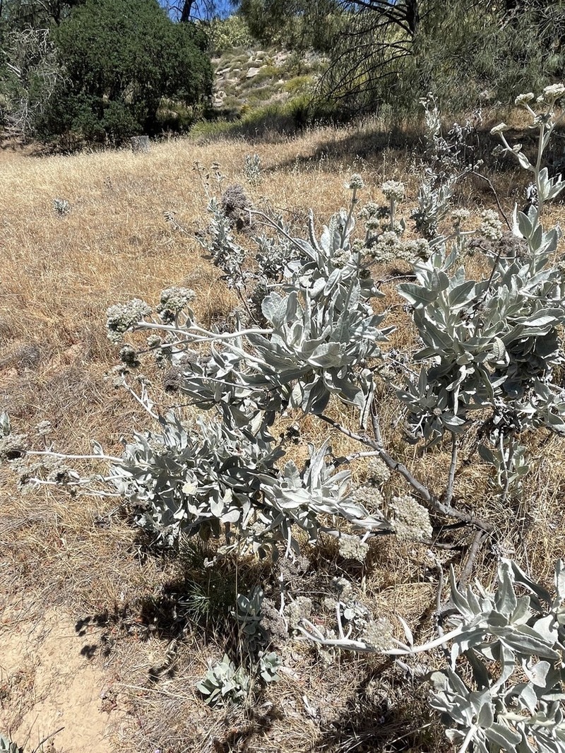 Woolly Yerba Santa photo 8