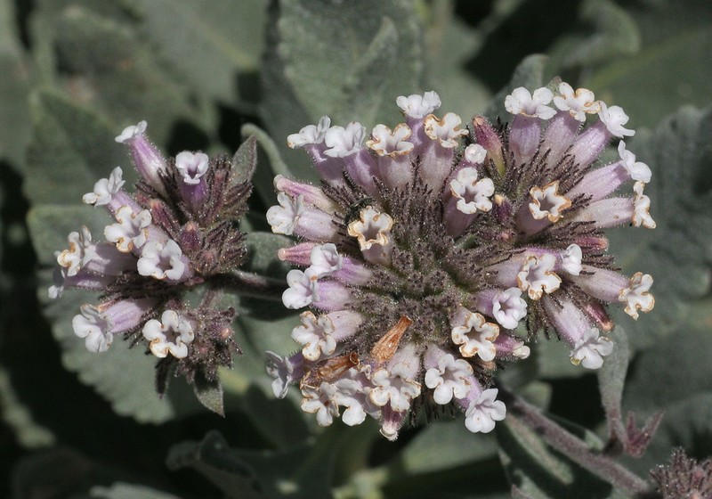 Pacific Yerba Santa