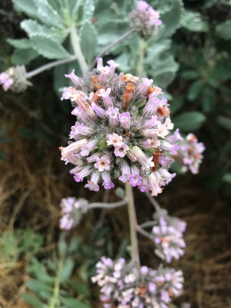 Pacific Yerba Santa photo 2