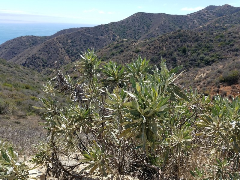 Pacific Yerba Santa photo 3