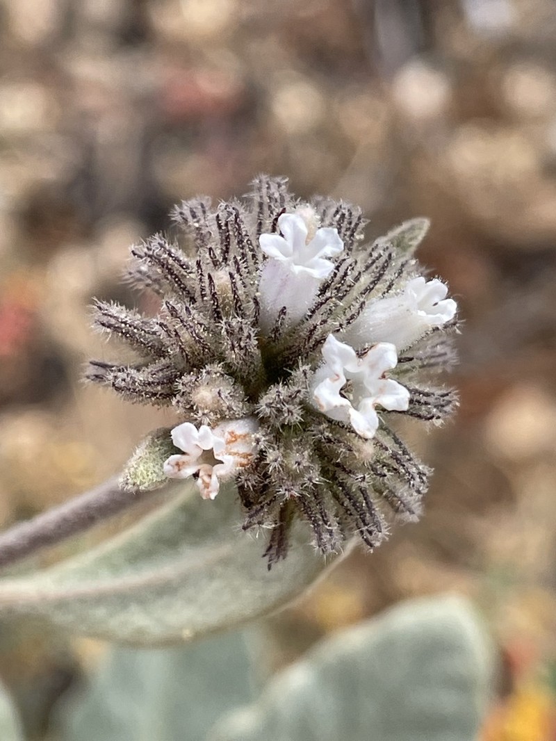 Pacific Yerba Santa photo 4