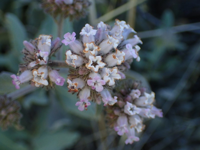 Pacific Yerba Santa photo 5