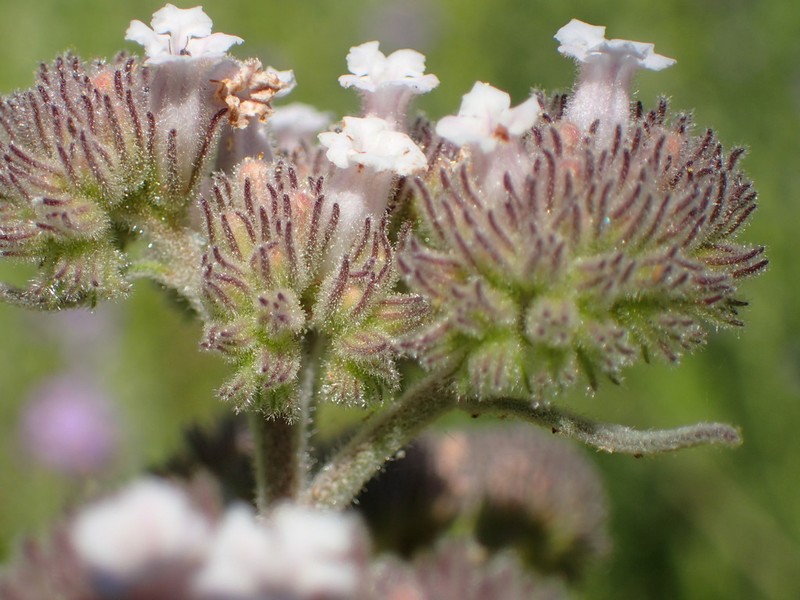 Pacific Yerba Santa photo 6