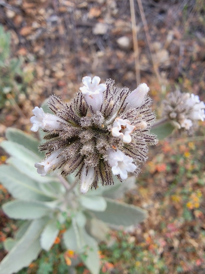 Pacific Yerba Santa photo 7