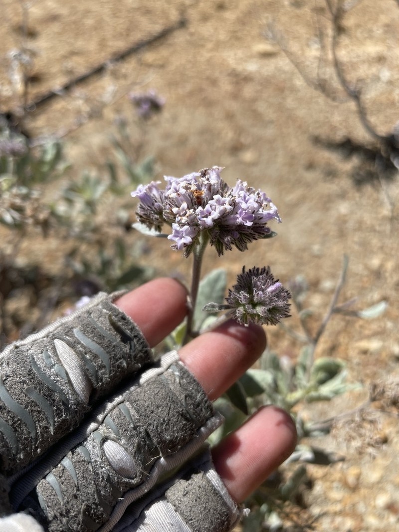 Pacific Yerba Santa photo 8